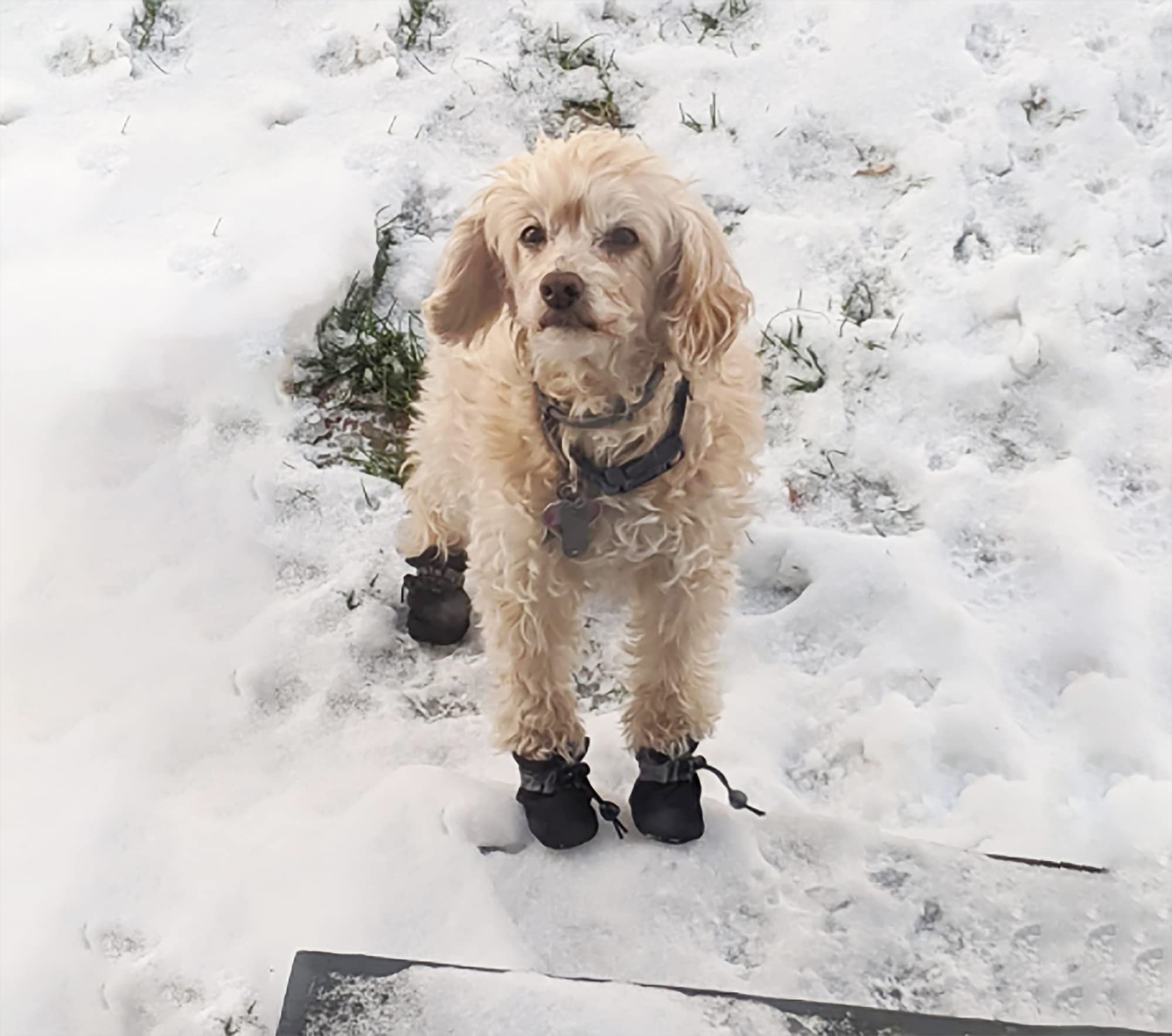 YAODHAOD Dog Shoes for Small Dogs, Puppy Dog Boots & Paw Protector for Winter