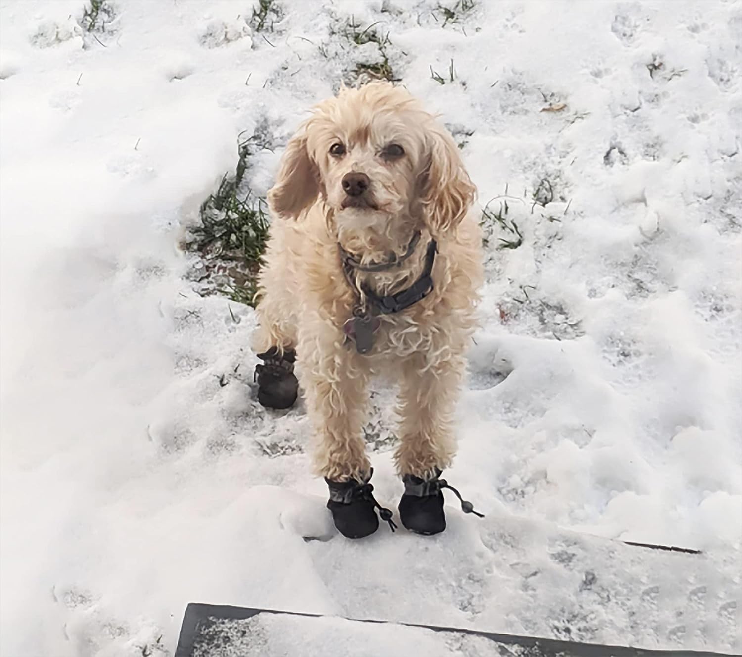 YAODHAOD Dog Shoes for Small Dogs, Puppy Dog Boots & Paw Protector for Winter