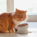 Y YHY Elevated Cat Food Bowl, Raised Food and Water Bowl for Cat and Small Dog,