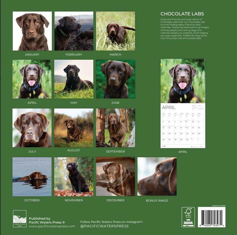 Chocolate Lab 2026 Wall Calendar | 12" x 24" Open | Dog Calendar Photography