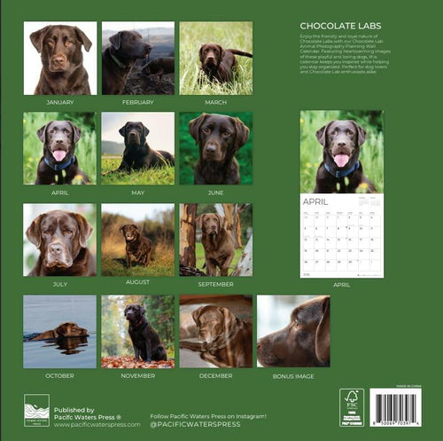 Chocolate Lab 2026 Wall Calendar | 12" x 24" Open | Dog Calendar Photography
