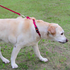 Joytale Martingale Collar for Dogs, Reflective Heavy Duty for Safety, Quick