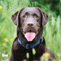 Chocolate Lab 2026 Wall Calendar | 12" x 24" Open | Dog Calendar Photography