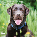 Chocolate Lab 2026 Wall Calendar | 12" x 24" Open | Dog Calendar Photography