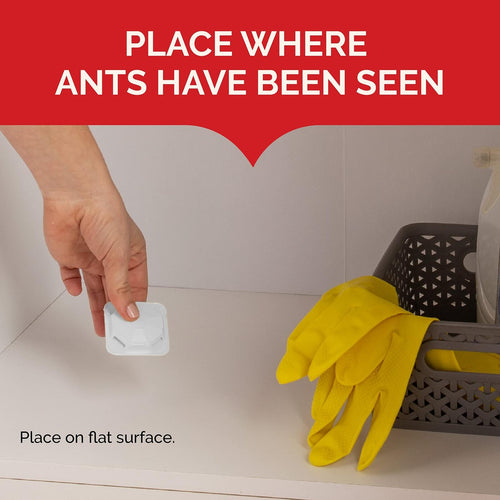 8 Count Hot Shot Ant Bait, Kills the Queen and Colony, Works for 6 months, Pack
