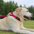 Joytale Martingale Collar for Dogs, Reflective Heavy Duty for Safety, Quick