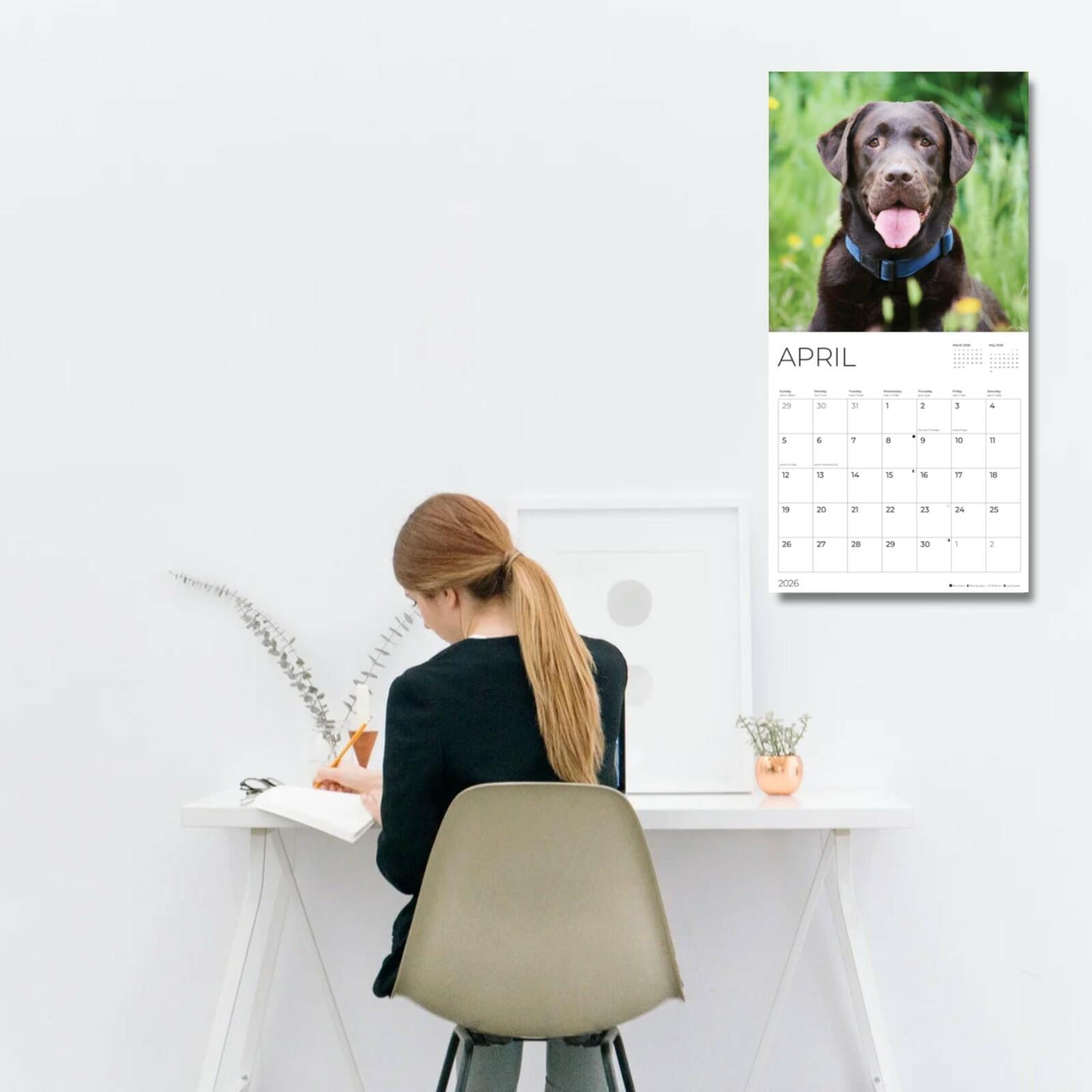 Chocolate Lab 2026 Wall Calendar | 12" x 24" Open | Dog Calendar Photography