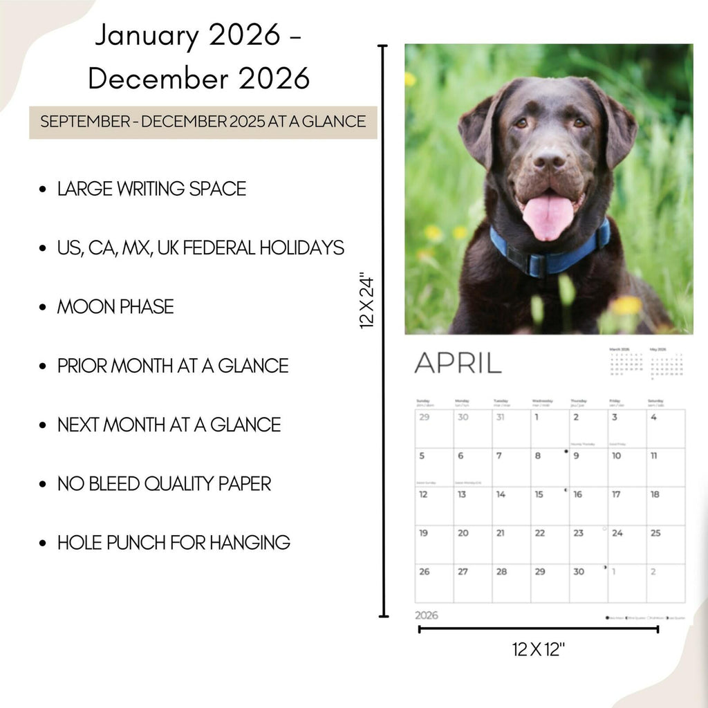 Chocolate Lab 2026 Wall Calendar | 12" x 24" Open | Dog Calendar Photography