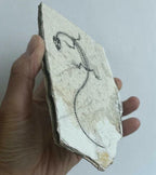 Real Nothosaur Vertebra Fossil Jurassic Amphibian Dragon Dinosaur Collectible