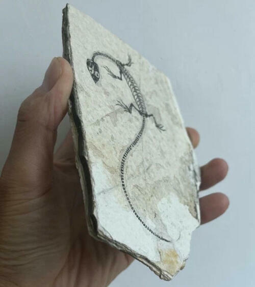 Real Nothosaur Vertebra Fossil Jurassic Amphibian Dragon Dinosaur Collectible