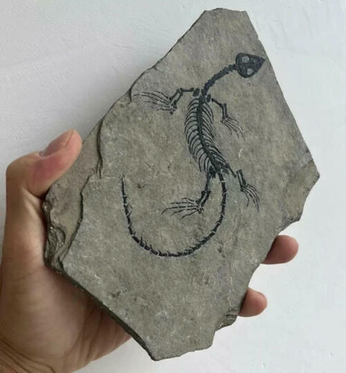 Real Nothosaur Vertebra Fossil Jurassic Amphibian Dragon Dinosaur Collectible