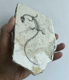 Real Nothosaur Vertebra Fossil Jurassic Amphibian Dragon Dinosaur Collectible