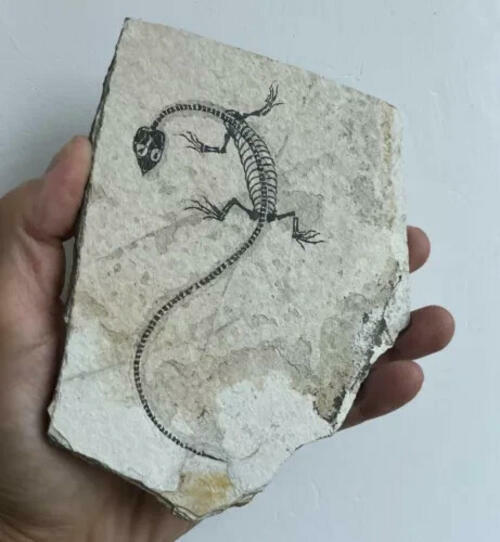 Real Nothosaur Vertebra Fossil Jurassic Amphibian Dragon Dinosaur Collectible
