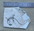 Real Nothosaur Vertebra Fossil Jurassic Amphibian Dragon Dinosaur Collectible
