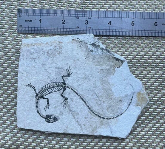 Real Nothosaur Vertebra Fossil Jurassic Amphibian Dragon Dinosaur Collectible